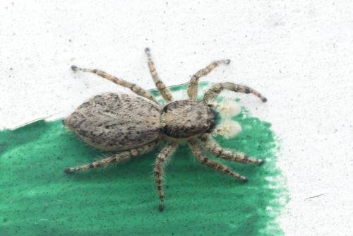 Réf. 237 125 : Menemerus taeniatus